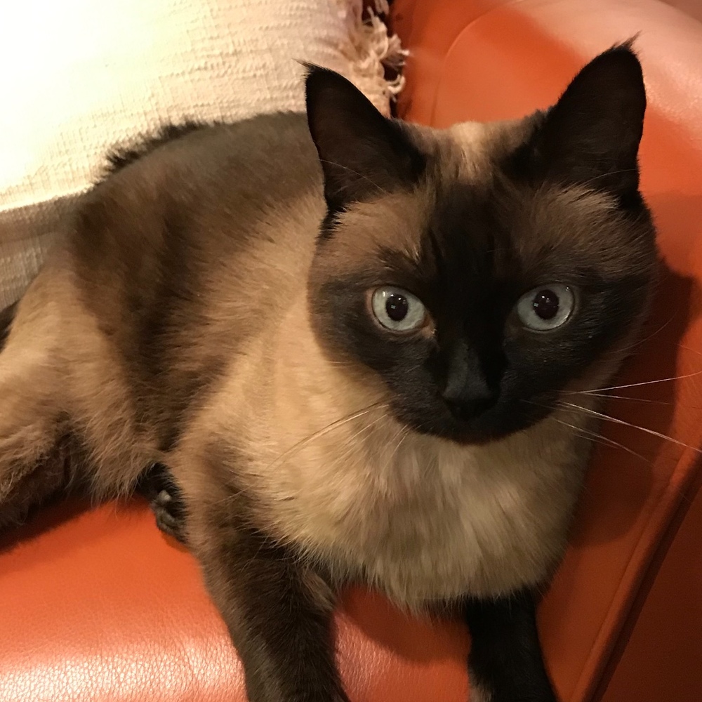 Meet your Posher, Diane